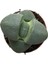 Pleiospilos Nelii (Taş Kaktüs) 2