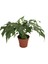 Monstera Minima (Deve Tabanı) 1