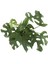 Monstera Minima (Deve Tabanı) 2