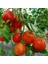 Italian Red Pear Armut Domatesi Domates Tohumu -15 Tohum 1
