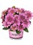 Katmerli Erato Double Pink Bodrum Papatyası Çiçeği Fidesi (1 Fide) 1