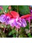 Xxl Çiçekli Leonita Double Rose Blue Katmerli Küpe Çiçeği Fidesi (1 Fide) 1