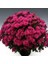 Branperfect Purple Kasımpatı Krizantem Çiçeği Fidesi (1 Adet) 1
