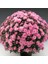 Branperfect Pink Kasımpatı Krizantem Çiçeği Fidesi (1 Adet) 1