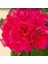 Grandeur Ivy Red Sakız Sardunya Fidesi (1 Adet) 1