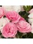 Pastel Renkler Sweet Pleasure Light Pink Kokulu Karanfil Fidesi (1 Adet) 1