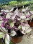 Tradescantia Nanouk Telgraf Çiçeği 13 Lük Saksıda 2