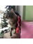 Toys Solucan (Olta) Peluş Kedi Oyuncağı 3
