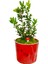 Buxus Bonsai Kırmızı Granit Desenli Saksıda Şimşir Tasarımı Canlı Bitki Bahçe Ev Hediyesi 1