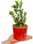Buxus Bonsai Kırmızı Granit Desenli Saksıda Şimşir Tasarımı Canlı Bitki Bahçe Ev Hediyesi 2