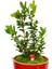 Buxus Bonsai Kırmızı Granit Desenli Saksıda Şimşir Tasarımı Canlı Bitki Bahçe Ev Hediyesi 3