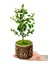 Buxus Bonsai & İthal Seramik California Baskılı Saksıda Şimşir Tasarımı Canlı Çiçek Bahçe Hediye 2