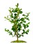Buxus Bonsai & İthal Seramik California Baskılı Saksıda Şimşir Tasarımı Canlı Çiçek Bahçe Hediye 3