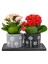 2'li Kalanchoe Papatya Baskılı Saksıda & Hediye Çiçek & Kalanşo & Canlı Ev Salon Ofis Bitkisi 1