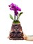 Phalaenopsis Mini Mor Orkide Bakır Renkli Beton Saksıda & Canlı Saksı Çiçekleri & 20-25 cm 2