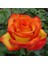 Königin Der Rosen [Kokulu] Gül Fidanı 1