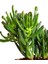 Thebestonline Crasulla Ovata Hobbit Shrek, Yeşim Bitkisi 1
