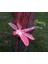 Solar Dragonfly Light Yusufçuk Böceği Figürlü Değişken Renkli Güneş Enerjili Bahçe Aydınlatma 3