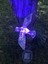 Solar Hummingbird Light Sinek Kuşu Figürlü Değişken Renkli Güneş Enerjili Bahçe Aydınlatma 1