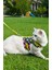 Kaçış Önleyici Kedi Gezdirme Tasması ve Küçük Irk Köpek Gezdirme Tasması 2