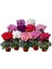 Sıklamen(Cyclamen) 5’li Karışık Renklerde 1