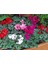 Sıklamen(Cyclamen) 5’li Karışık Renklerde 2