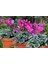 Sıklamen(Cyclamen) 5’li Karışık Renklerde 3