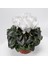 Sıklamen(Cyclamen) 5’li Karışık Renklerde 4