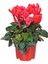 Sıklamen(Cyclamen) 5’li Karışık Renklerde 5
