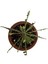 Biophytum Sensitivum 2