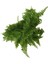 Nephrolepis Exaltata (Aşk Merdiveni) 2