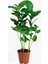 Mini Kahve Bitkisi-Coffea Arabica çiçegi 30/35 cm 1