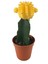 Gymnocalycium Mihanovichii 'Yellow' (Kaktüs) 1