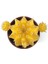 Gymnocalycium Mihanovichii 'Yellow' (Kaktüs) 2