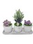 3'lü Trio Lavanta ve Sukulent Flora Set & Beton Saksı Canlı Çiçek Hediye 1