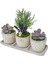 3'lü Trio Lavanta ve Sukulent Flora Set & Beton Saksı Canlı Çiçek Hediye 2