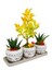 3'lü Trio Set Efes Serisi Euonymus Bonsai ve Sukulent Tasarımı Iç Mekan Bitkileri Sukulent 1