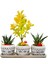 3'lü Trio Set Efes Serisi Euonymus Bonsai ve Sukulent Tasarımı Iç Mekan Bitkileri Sukulent 2