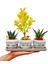 3'lü Trio Set Efes Serisi Euonymus Bonsai ve Sukulent Tasarımı Iç Mekan Bitkileri Sukulent 3
