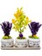 3'lü Trio Set Efes Serisi Euonymus Bonsai ve Lavanta Iç Mekan Canlı Bakımı Kolay Bitki 1