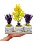 3'lü Trio Set Efes Serisi Euonymus Bonsai ve Lavanta Iç Mekan Canlı Bakımı Kolay Bitki 2