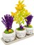 3'lü Trio Set Efes Serisi Euonymus Bonsai ve Lavanta Iç Mekan Canlı Bakımı Kolay Bitki 3