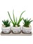 3'lü Trio Set Efes Serisi Aloe Vera ve Howartia Hediye Çiçek Iç Mekan Ev Bitkisi 1