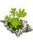 Sedum Istiridye Beton Saksıda & Inci Taneli 2