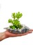Sedum Istiridye Beton Saksıda & Inci Taneli 3