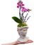 Mini Mor Orkide ve Lavanta David Beton Saksıda Phalaenopsis 1