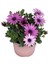 Thebestonline Osteospermum Pembe Bodrum Papatyası 1