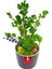 Buxus Bonsai Kırmızı Kalpli Seramik Saksıda 20-25 C Bakımı Kolay Bitki Ev Dekorasyonu 3