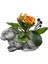 Kalanchoe Vintage Beton Tavşan Saksıda &canlı Iç Mekan Bitkileri 15-20 cm Salon Cicegi 1