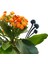Kalanchoe Vintage Beton Tavşan Saksıda &canlı Iç Mekan Bitkileri 15-20 cm Salon Cicegi 3